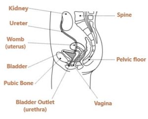 Female Urinary System